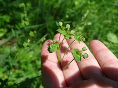 Euphorbia microcarpa