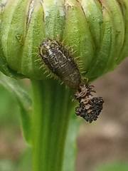 Cassida rubiginosa