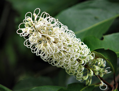 Buckinghamia celsissima