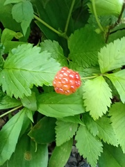 Rubus pubescens pubescens