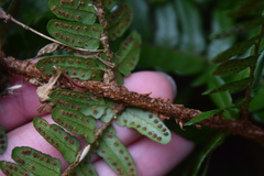 Dryopteris championii