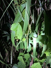 Phasmida