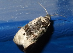 Hedya separatana