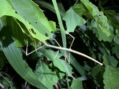 Phasmida