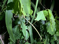 Phasmida