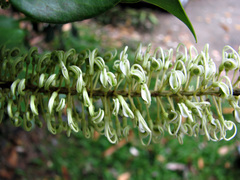 Buckinghamia celsissima