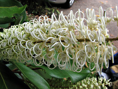 Buckinghamia celsissima