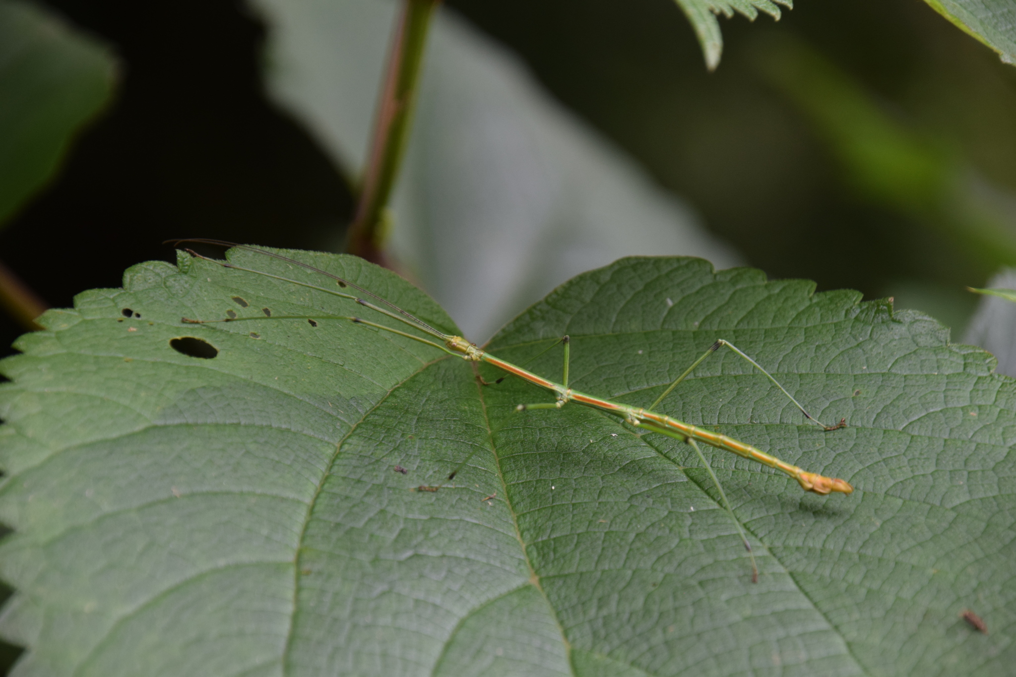 Phraortes elongatus (Thunberg, 1815)