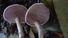 Trogia cantharelloides