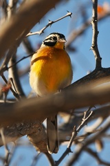 Emberiza flaviventris kalaharica