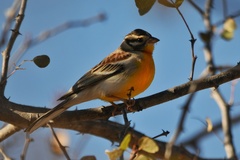 Emberiza flaviventris kalaharica