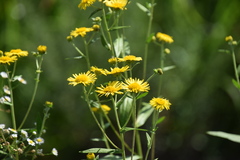 Inula japonica