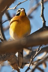 Emberiza flaviventris kalaharica