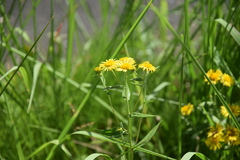 Inula japonica