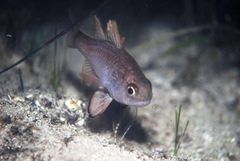 Vincentia conspersa