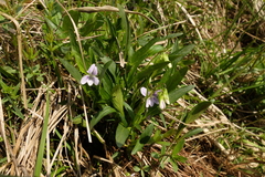 Viola pumila