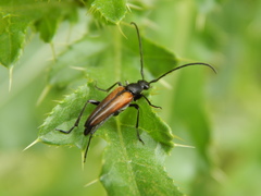 Stenurella melanura