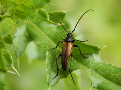 Stenurella melanura