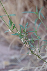 Alternanthera denticulata