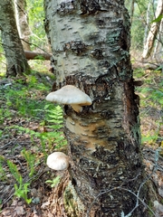 Pholiota heteroclita