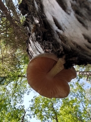 Pholiota heteroclita