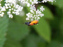 Arge cyanocrocea