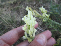 Oxytropis hippolyti