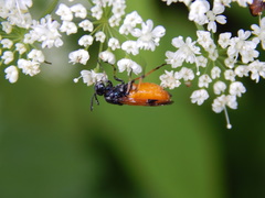 Arge cyanocrocea