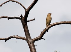Carpodacus erythrinus grebnitskii