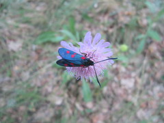 Zygaena angelicae