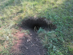 Marmota bobak