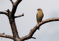 Carpodacus erythrinus grebnitskii