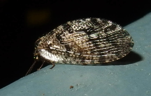 Wesmaelius longifrons
