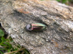 Selatosomus confluens