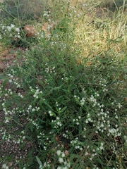 Parthenium hysterophorus