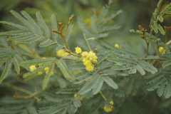 Acacia deanei