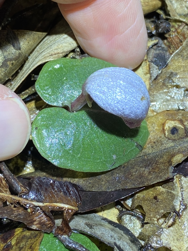 Corybas barbarae
