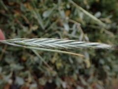 Elymus farctus