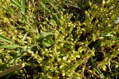 Cerastium subtetrandrum