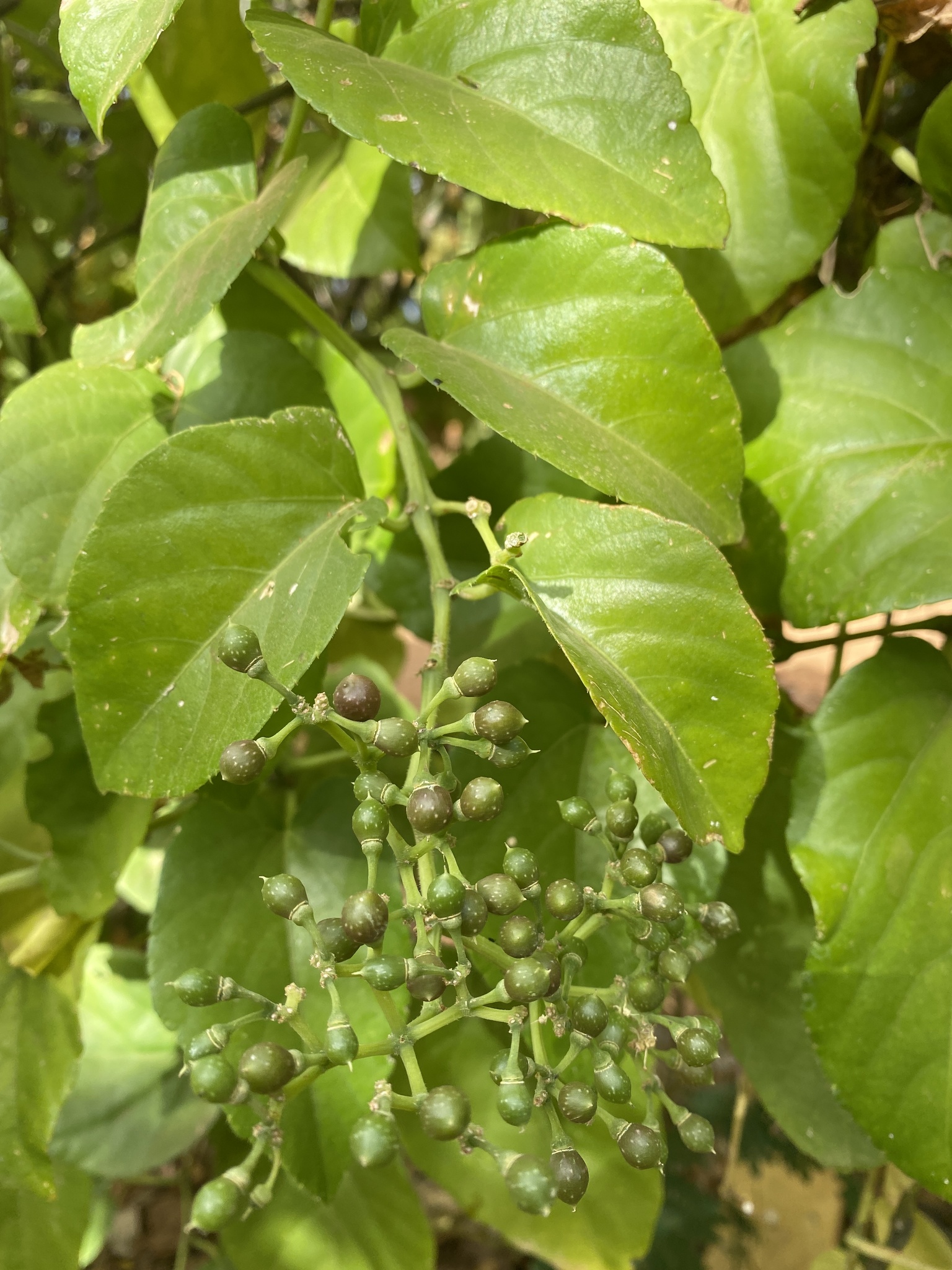 Cissus verticillata