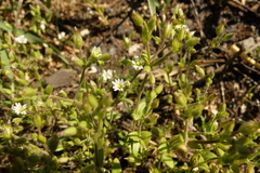 Cerastium subtetrandrum