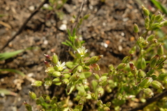 Cerastium subtetrandrum