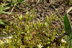 Cerastium subtetrandrum