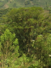 Sapium stylare