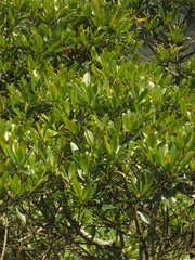 Sapium stylare