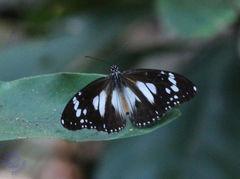 Danaus affinis affinis