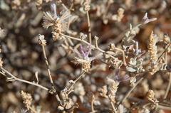Ptilotus sessilifolius