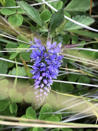Veronica rotunda iNat (2)