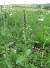 Veronica steppacea