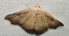 Laspeyria concavata